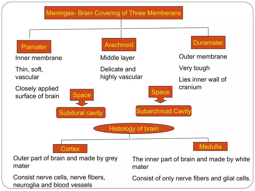 Comparative Account of Nervous System of Vertebrates - Page 21