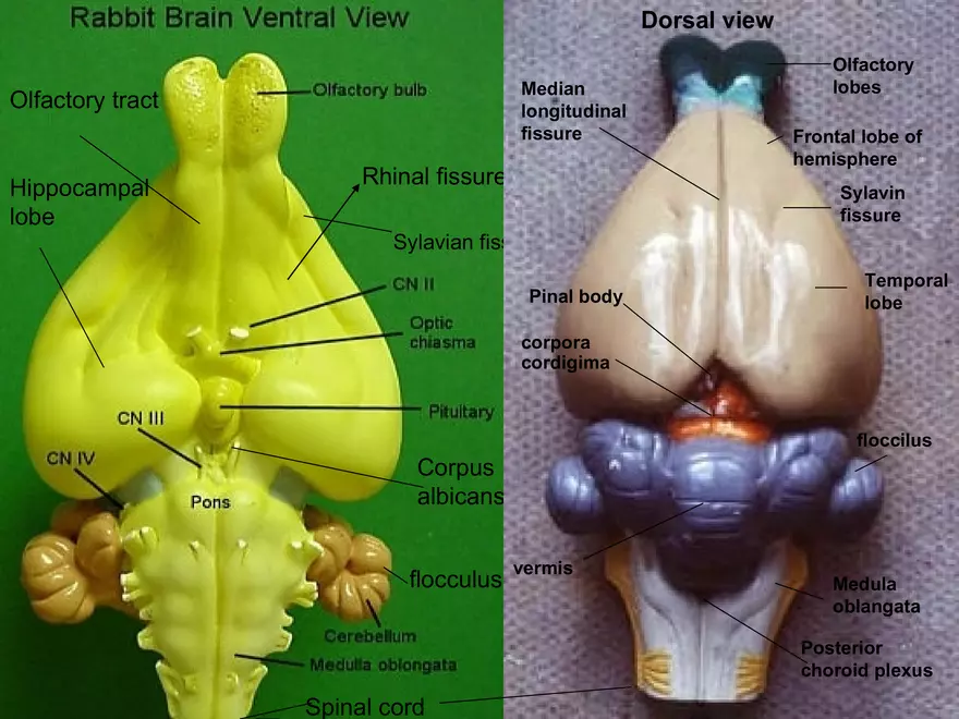 Comparative Account of Nervous System of Vertebrates - Page 24