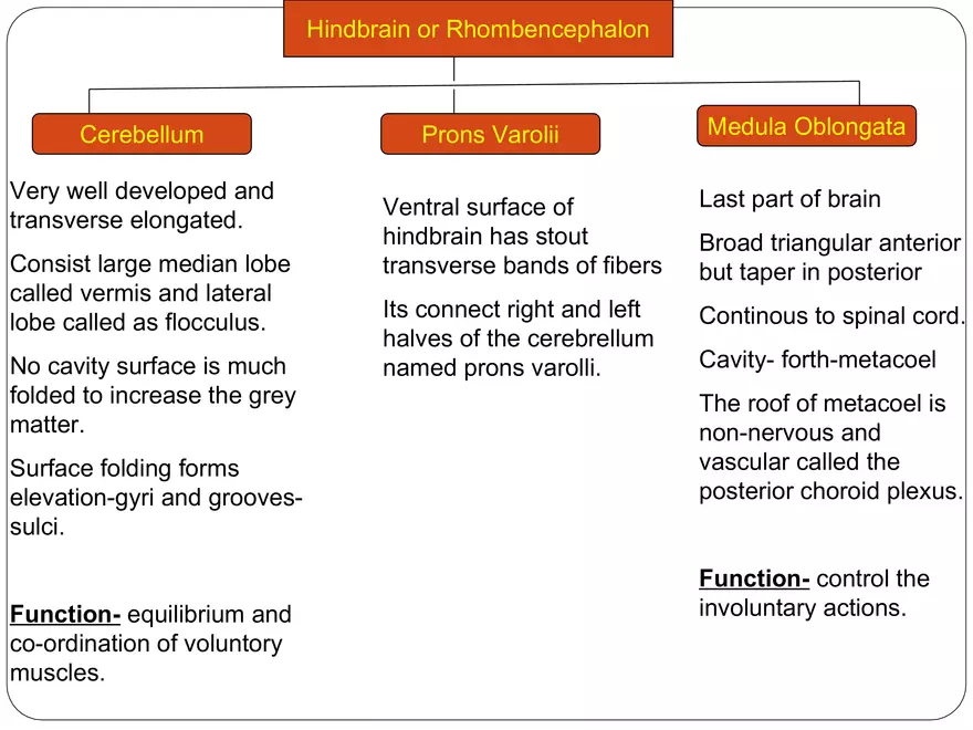 Comparative Account of Nervous System of Vertebrates - Page 4