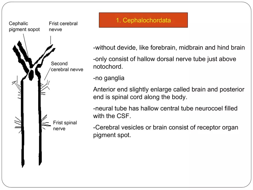Comparative Account of Nervous System of Vertebrates - Page 5