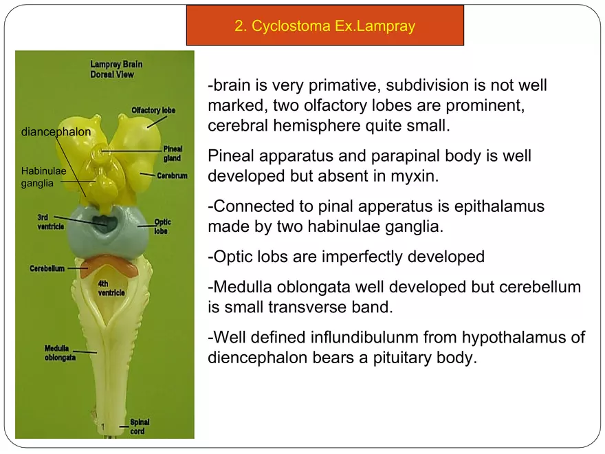 Comparative Account of Nervous System of Vertebrates - Page 6