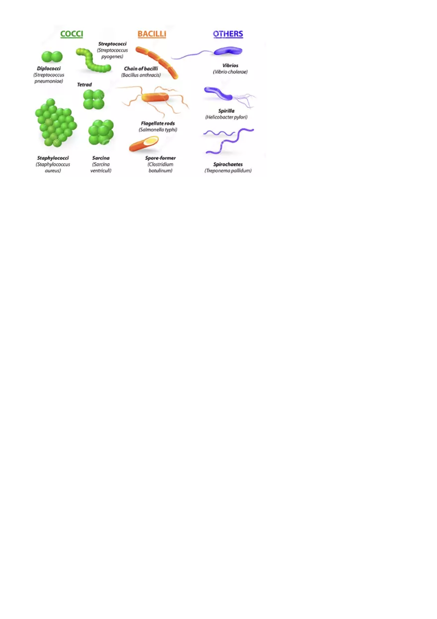 Microbiology - Bacteria - Page 2
