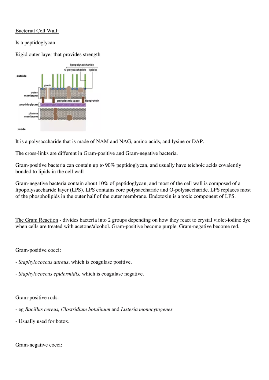 Microbiology - Bacteria - Page 3