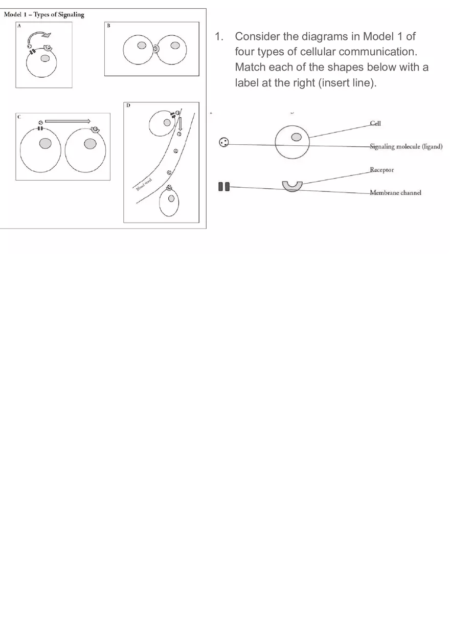 How Can Cells Send Signals to Each Qther - Page 13