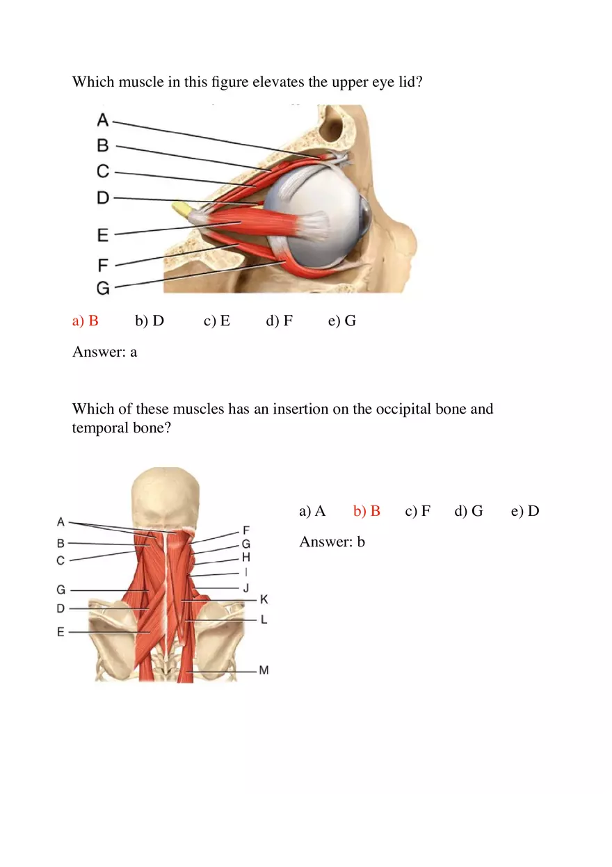 Most Muscles Cross at Least One - Page 8