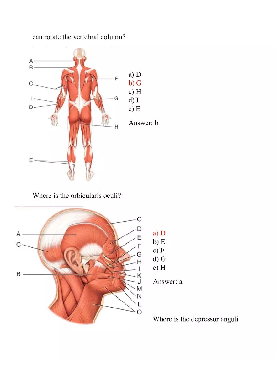 Most Muscles Cross at Least One - Page 6