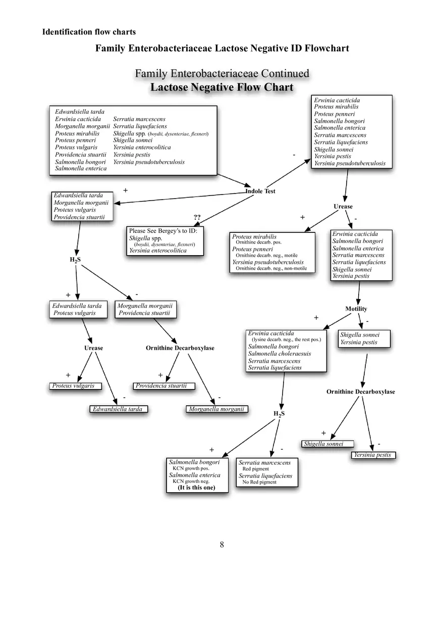 Identification Flow Charts Determinative Bacteriology - Page 8