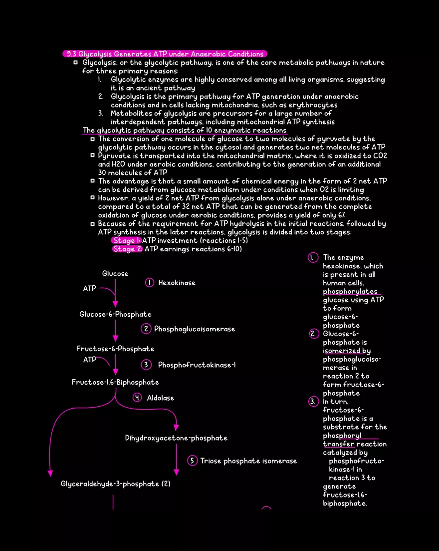 Chapter 9: Glycolysis - Page 3