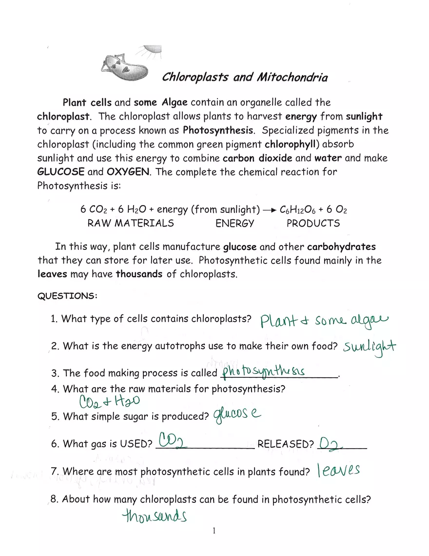 Chloroplast and Mitochondria Practice Key - Page 1