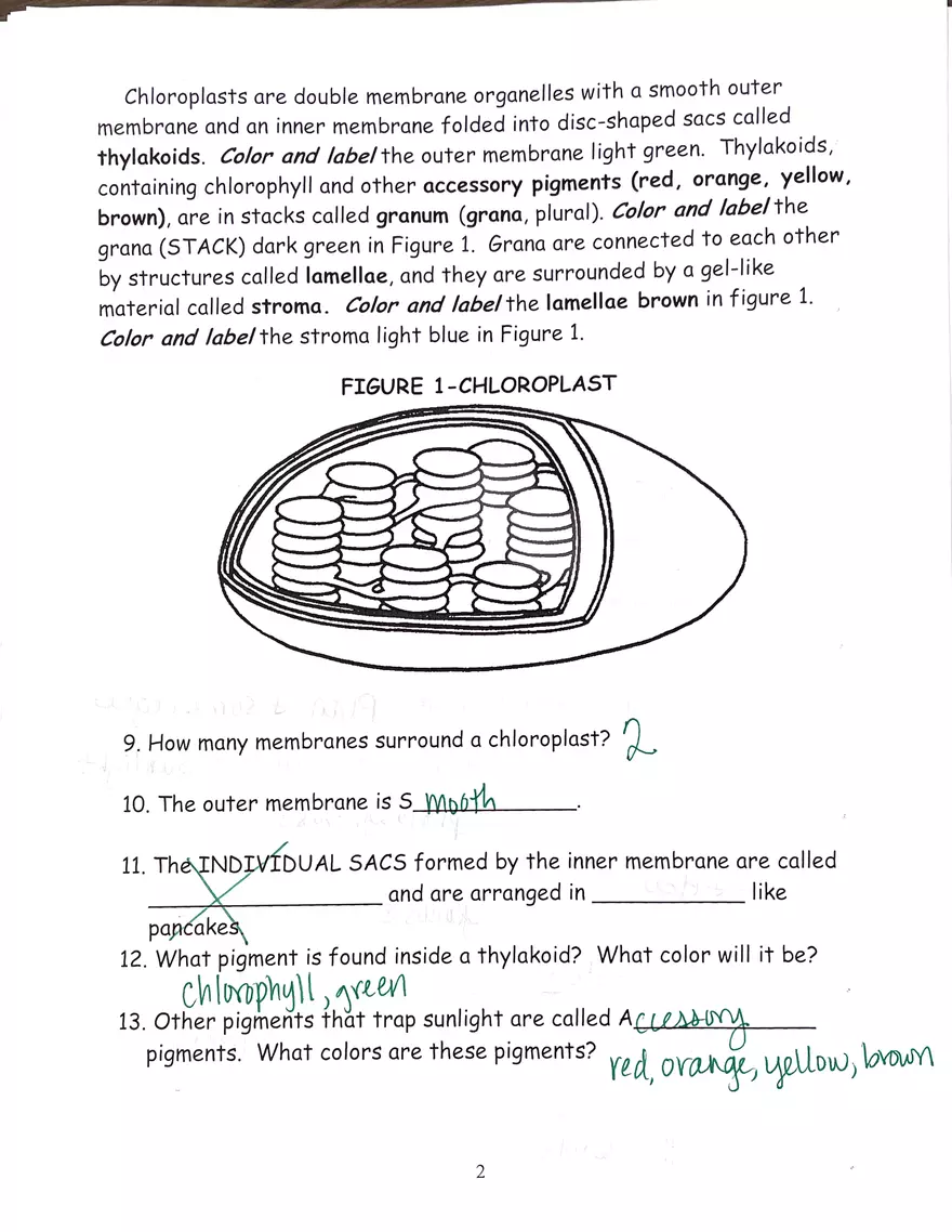 Chloroplast and Mitochondria Practice Key - Page 2