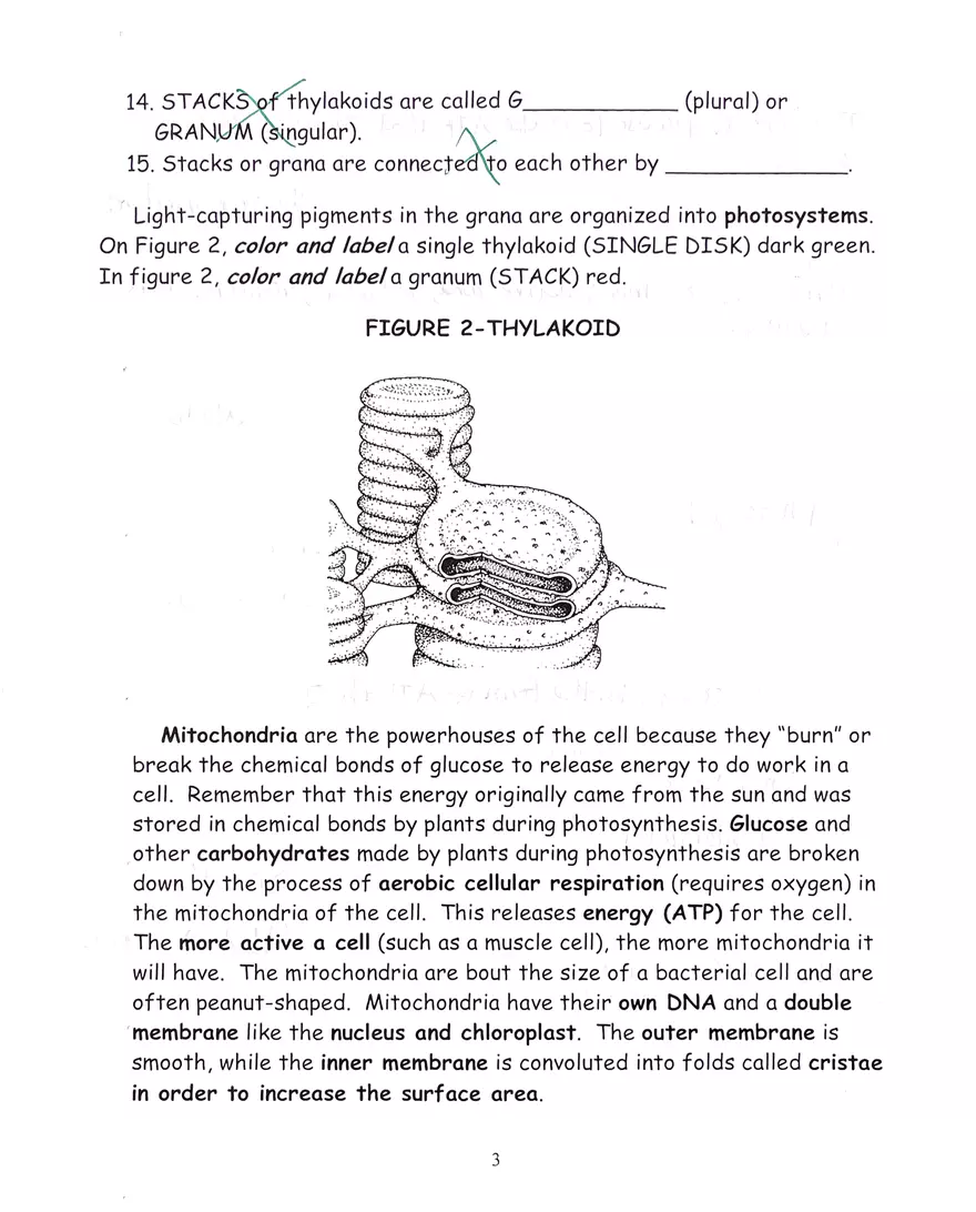 Chloroplast and Mitochondria Practice Key - Page 3