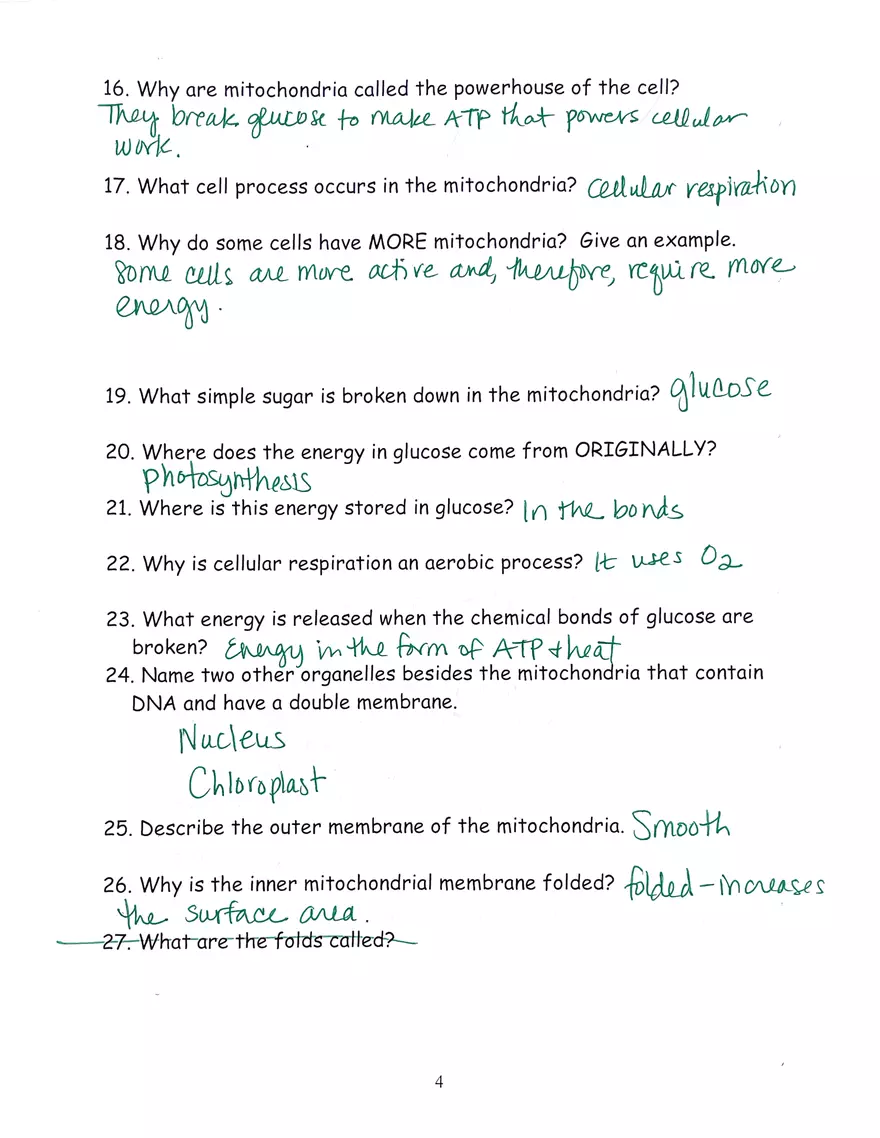 Chloroplast and Mitochondria Practice Key - Page 4