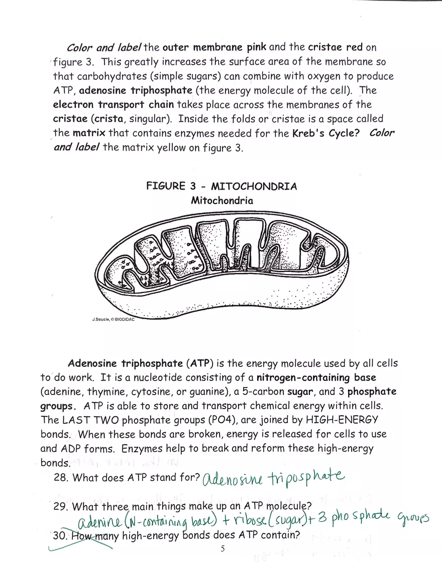 Chloroplast and Mitochondria Practice Key - Page 5