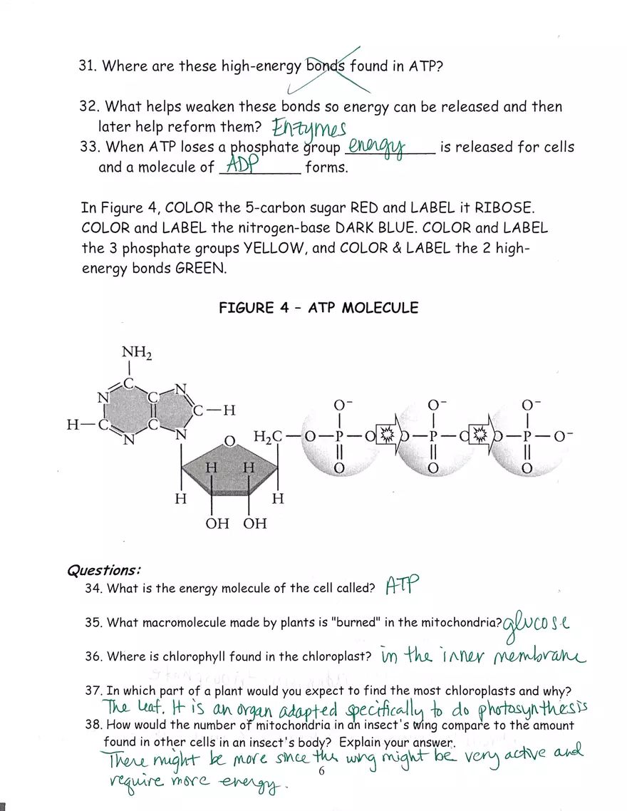 Chloroplast and Mitochondria Practice Key - Page 6