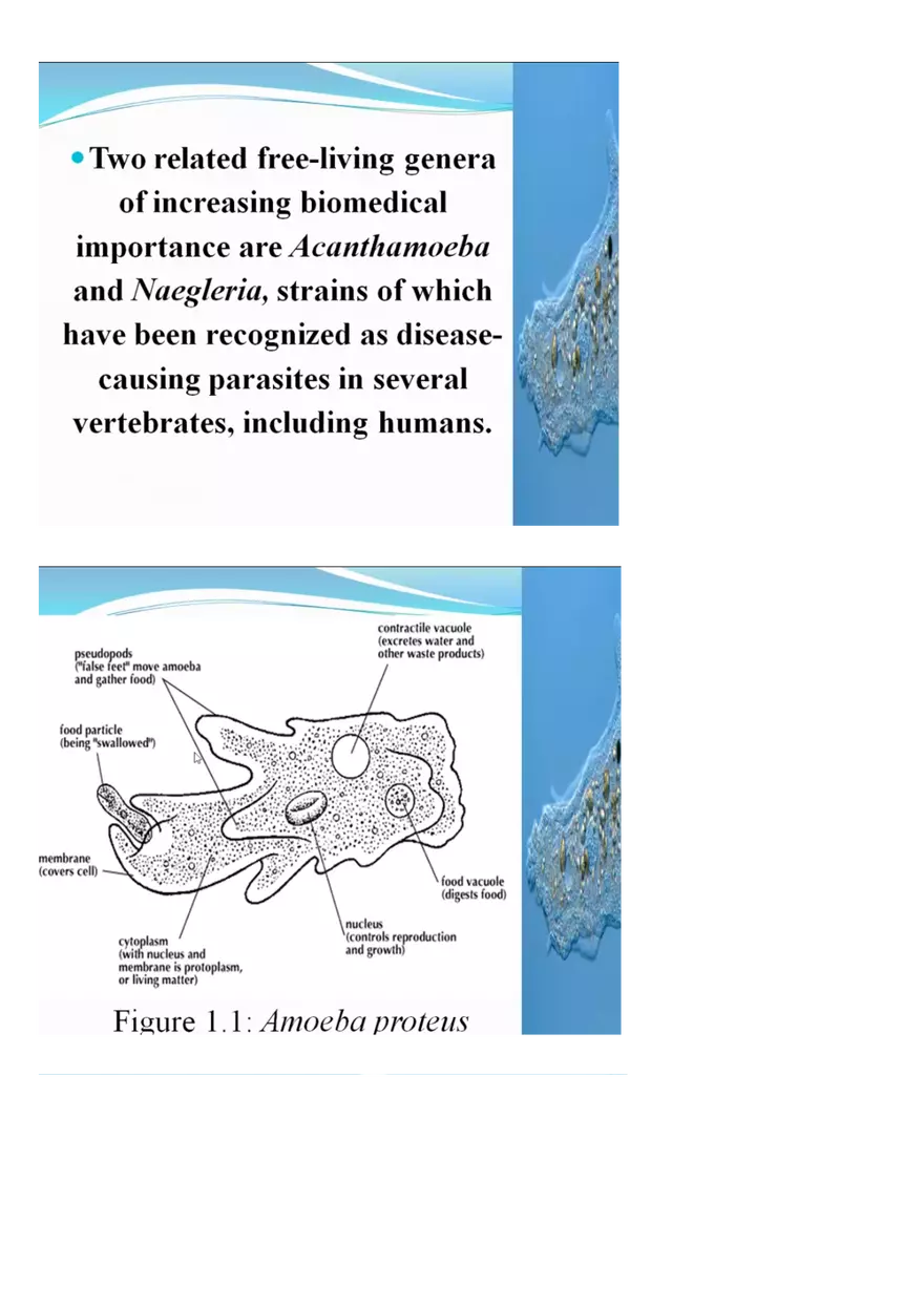 Amoeboid Protozoans - Page 7