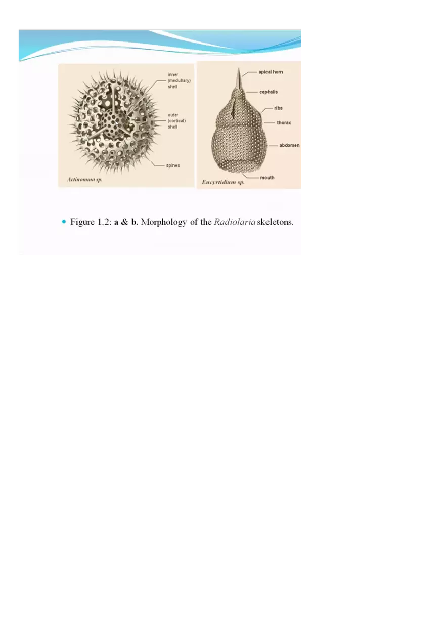 Amoeboid Protozoans - Page 10
