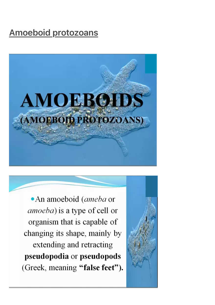 Amoeboid Protozoans - Page 1