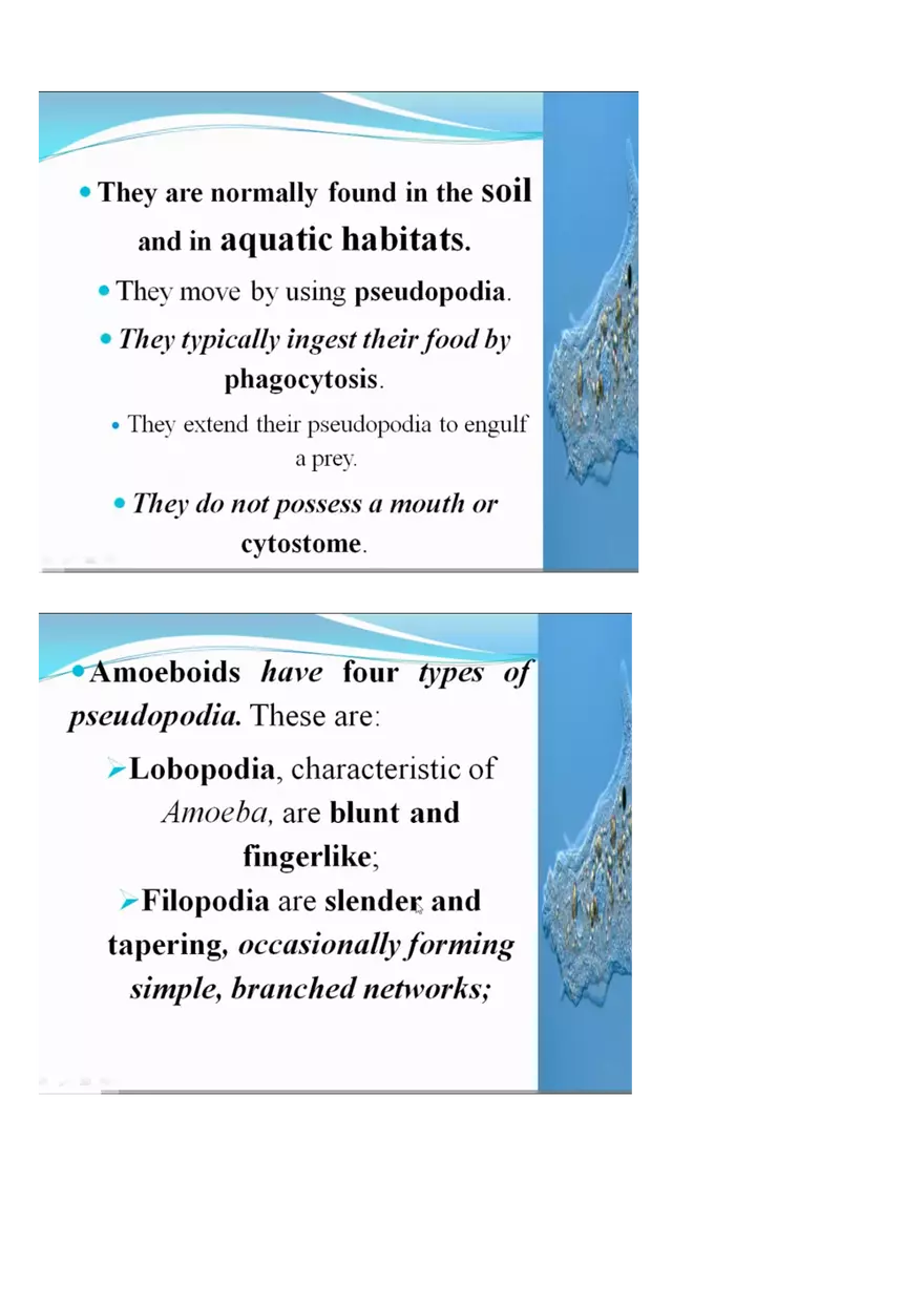 Amoeboid Protozoans - Page 2