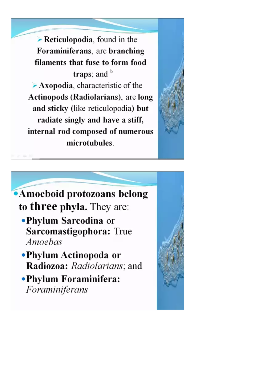 Amoeboid Protozoans - Page 3