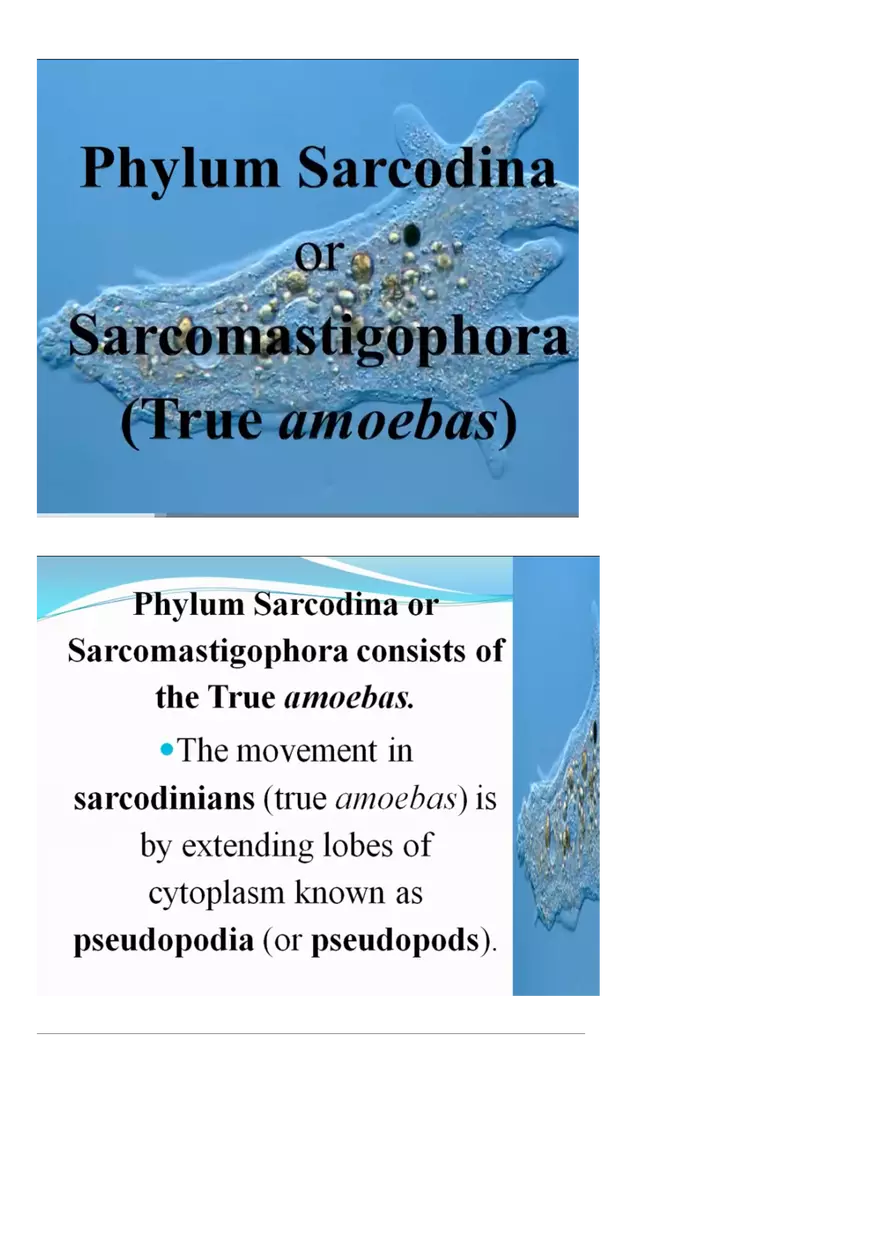 Amoeboid Protozoans - Page 4