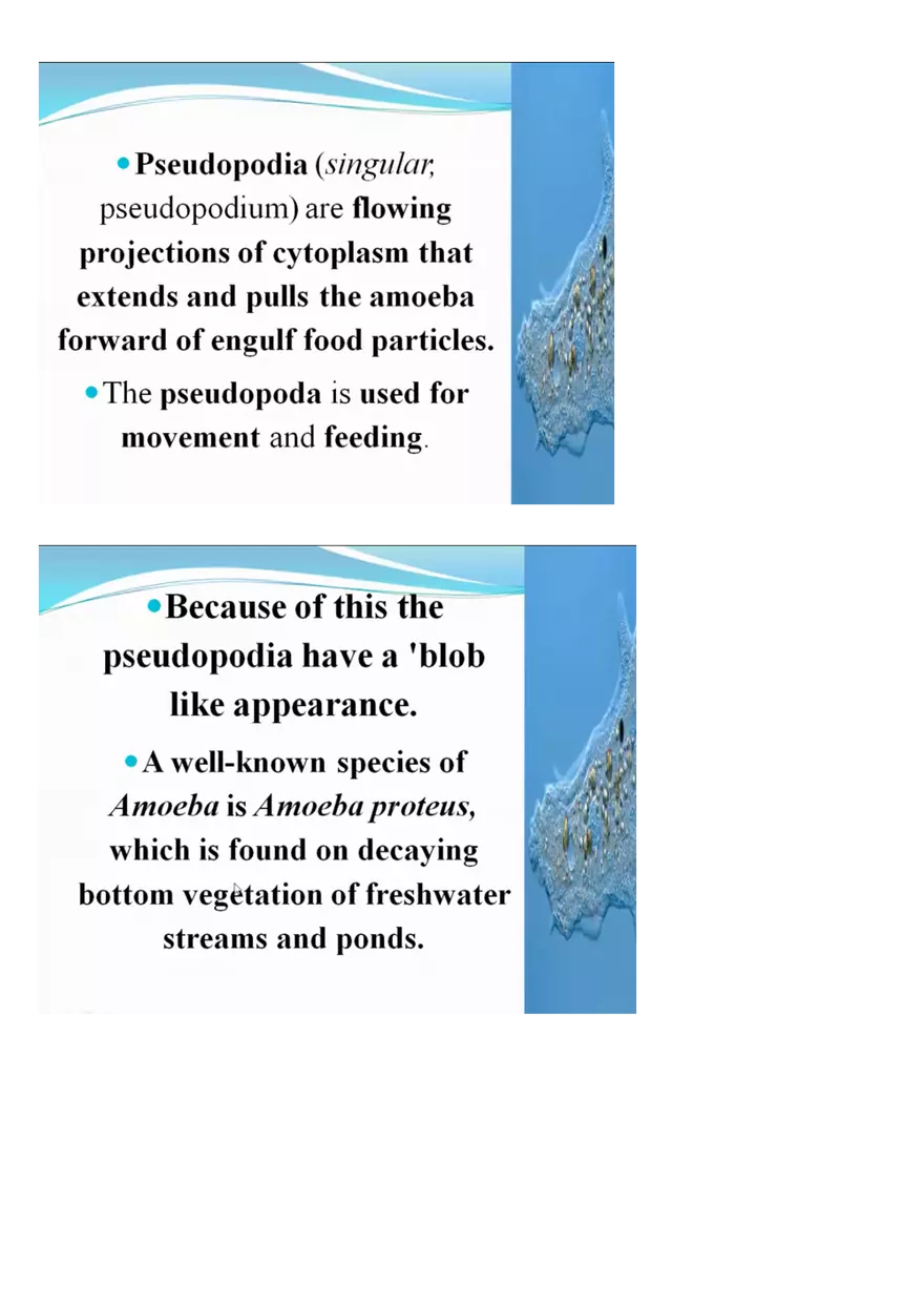 Amoeboid Protozoans - Page 5
