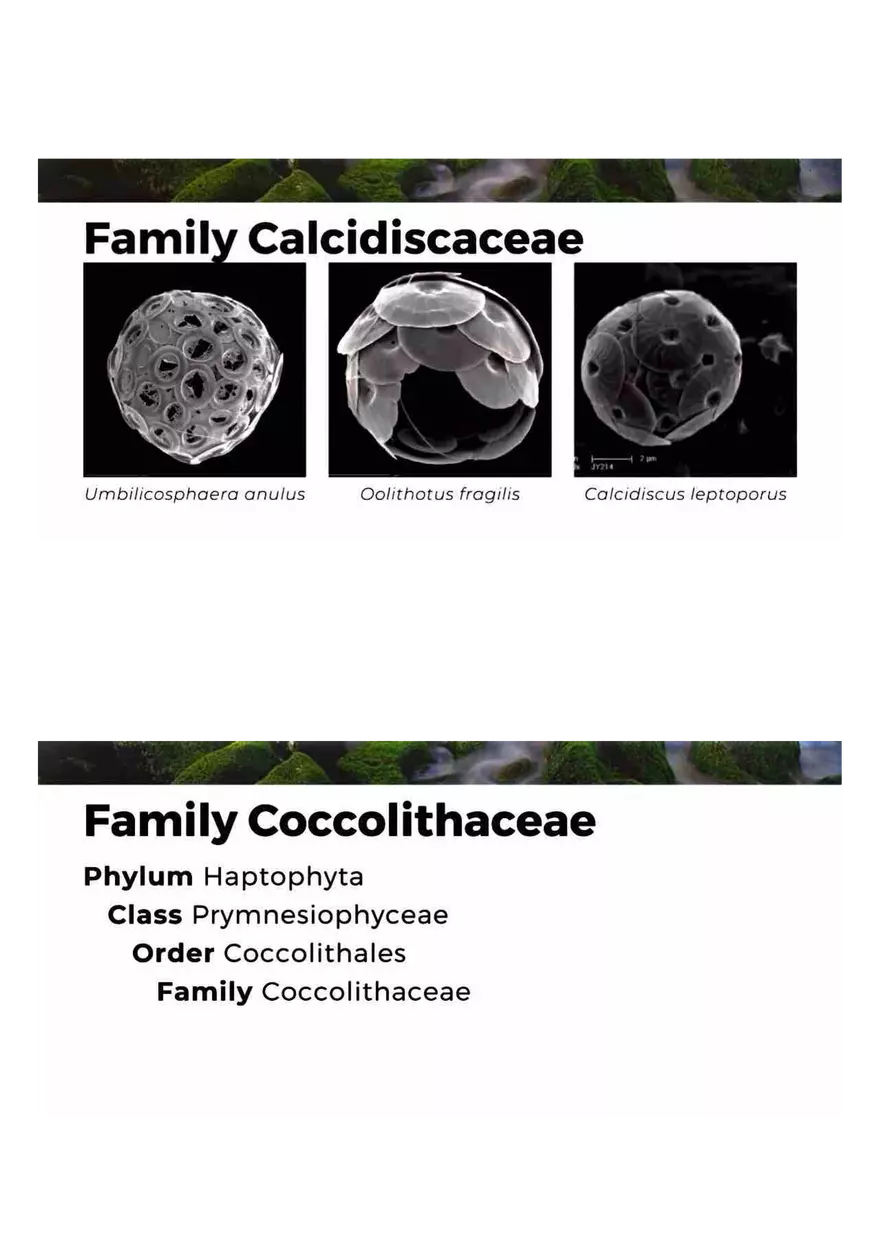 Family of Haptophytes - Page 7