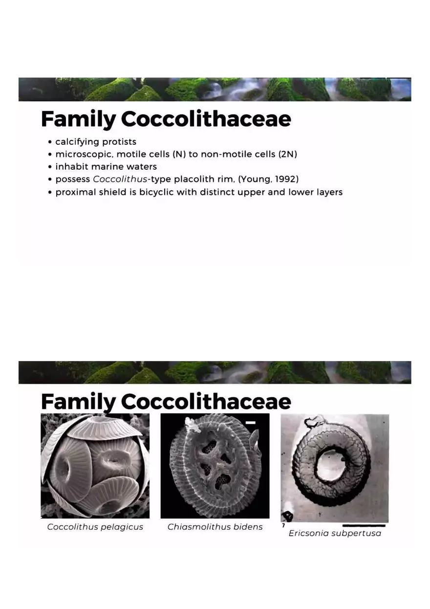 Family of Haptophytes - Page 8