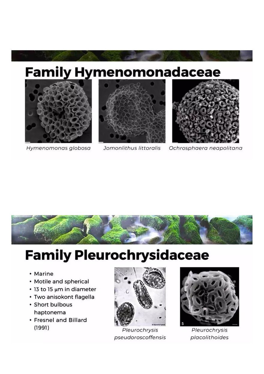 Family of Haptophytes - Page 10