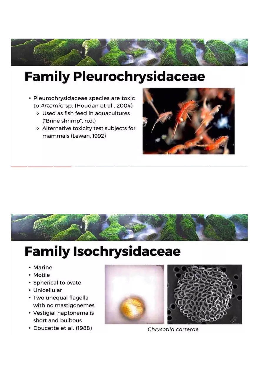 Family of Haptophytes - Page 11