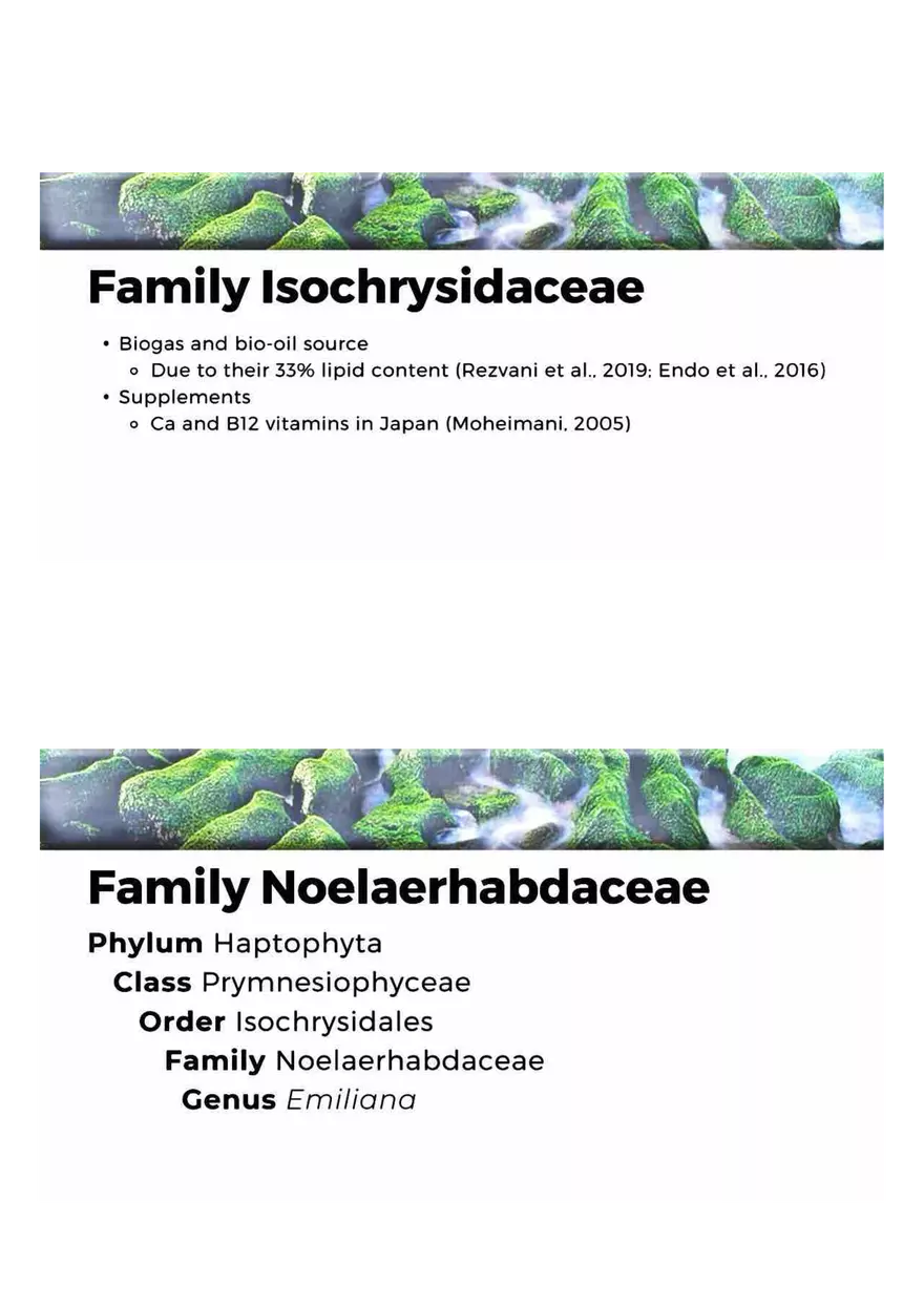 Family of Haptophytes - Page 12