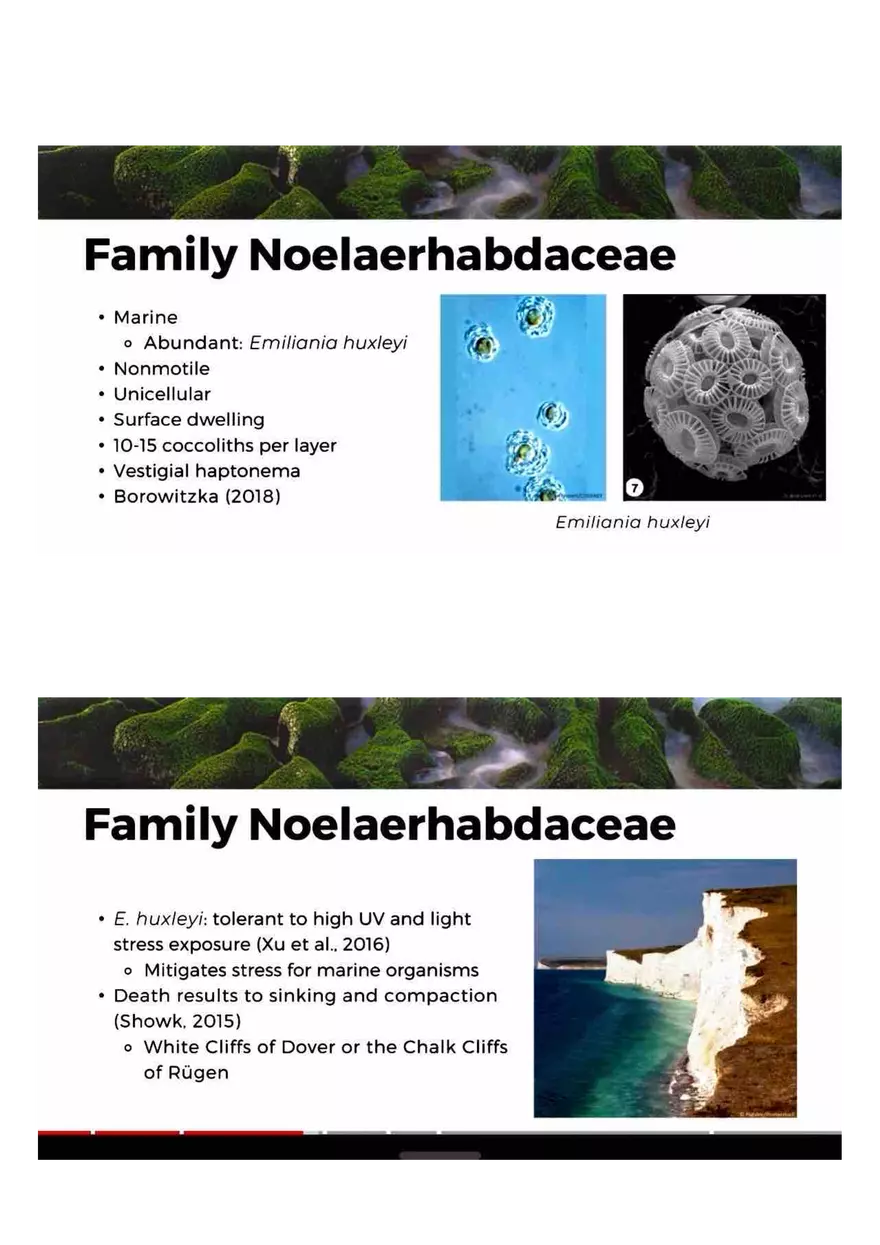 Family of Haptophytes - Page 13