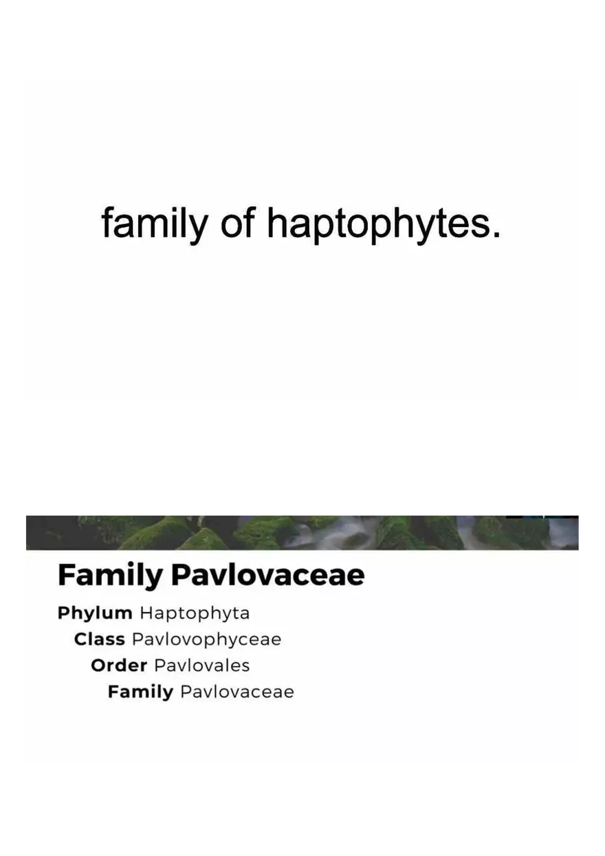 Family of Haptophytes - Page 1