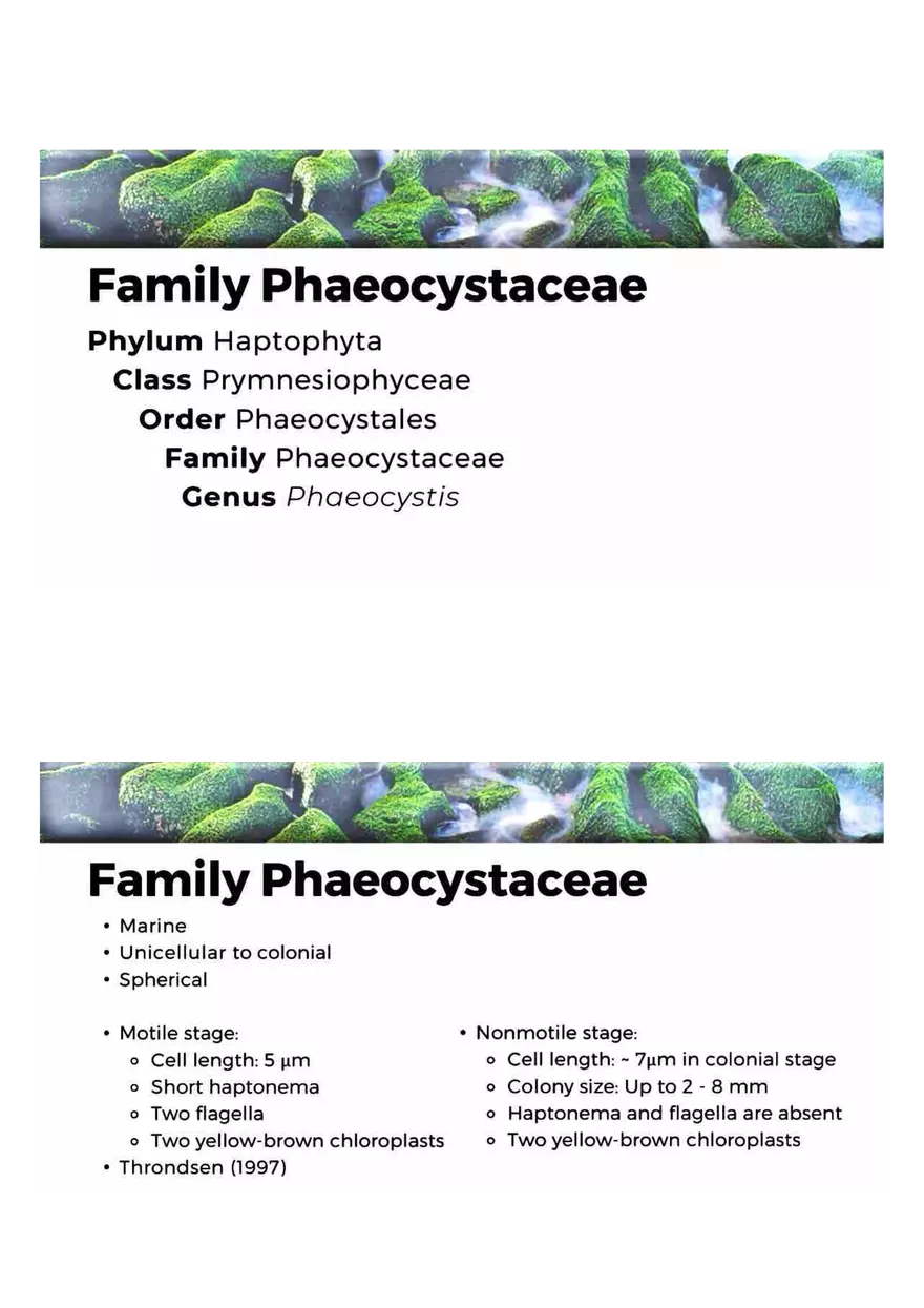 Family of Haptophytes - Page 3