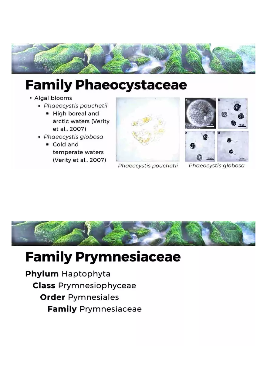 Family of Haptophytes - Page 4