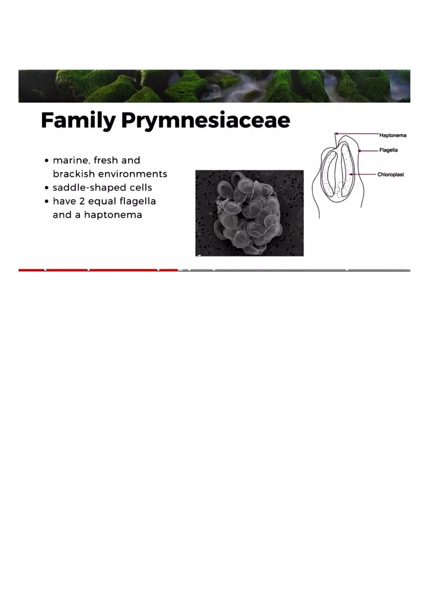 Family of Haptophytes - Page 5