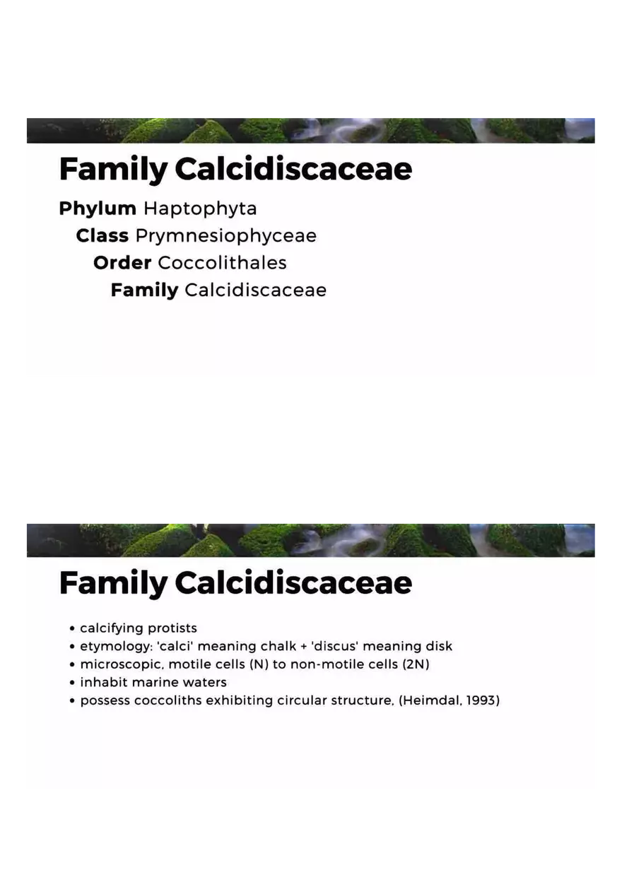 Family of Haptophytes - Page 6