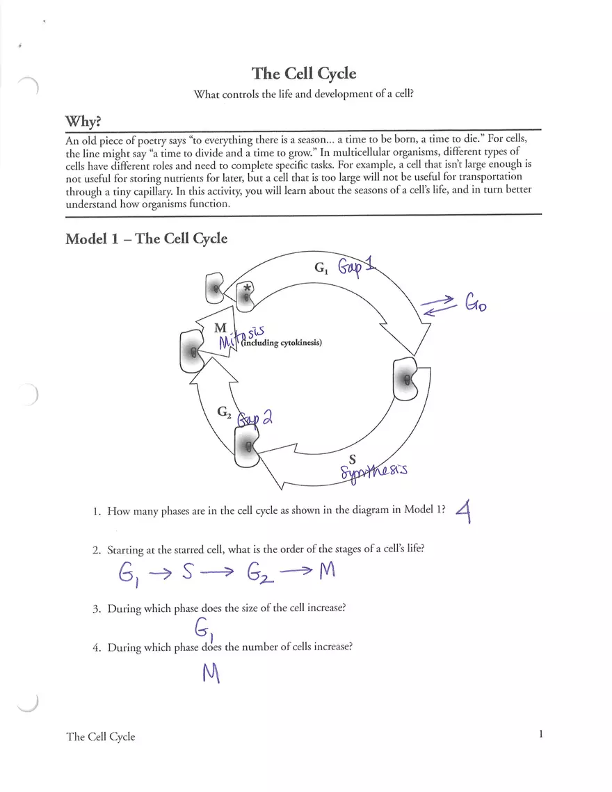 Cell Cycle POGIL Key - Page 1