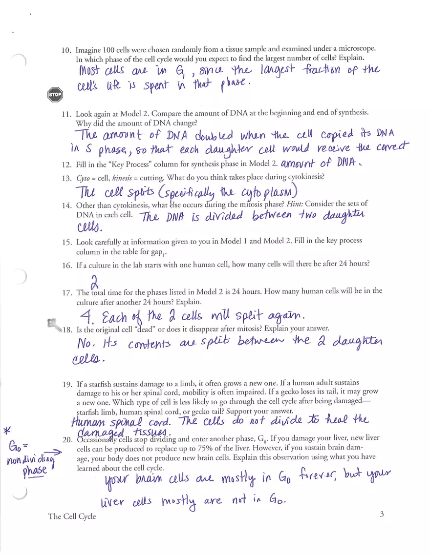 Cell Cycle POGIL Key - Page 3