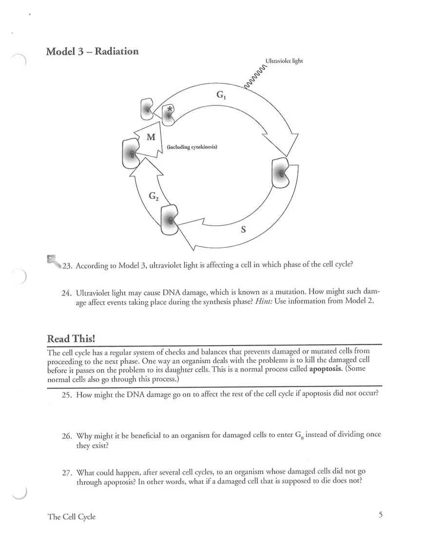 Cell Cycle POGIL Key - Page 5