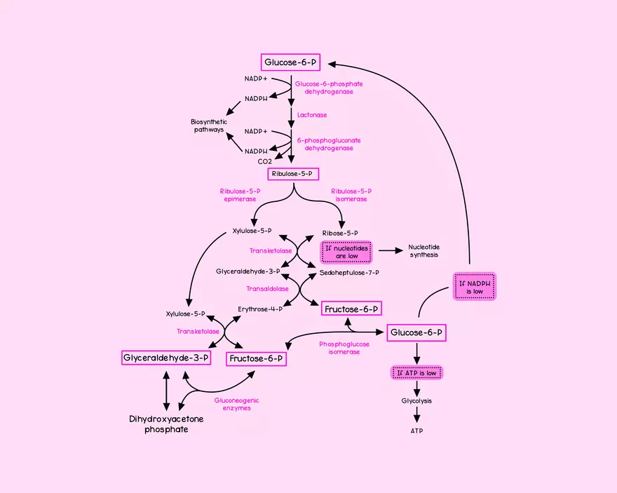 Chapter 14: Carbohydrate Metabolism - Page 2