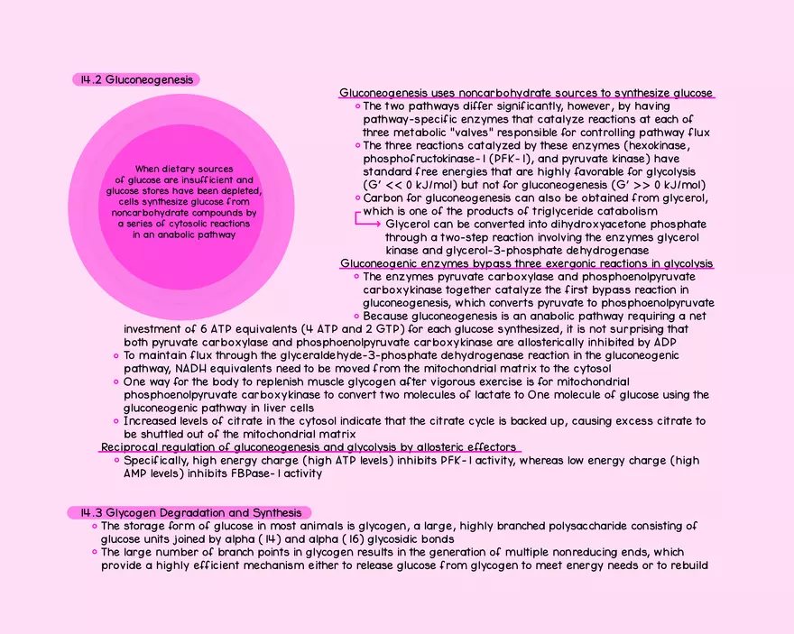 Chapter 14: Carbohydrate Metabolism - Page 4