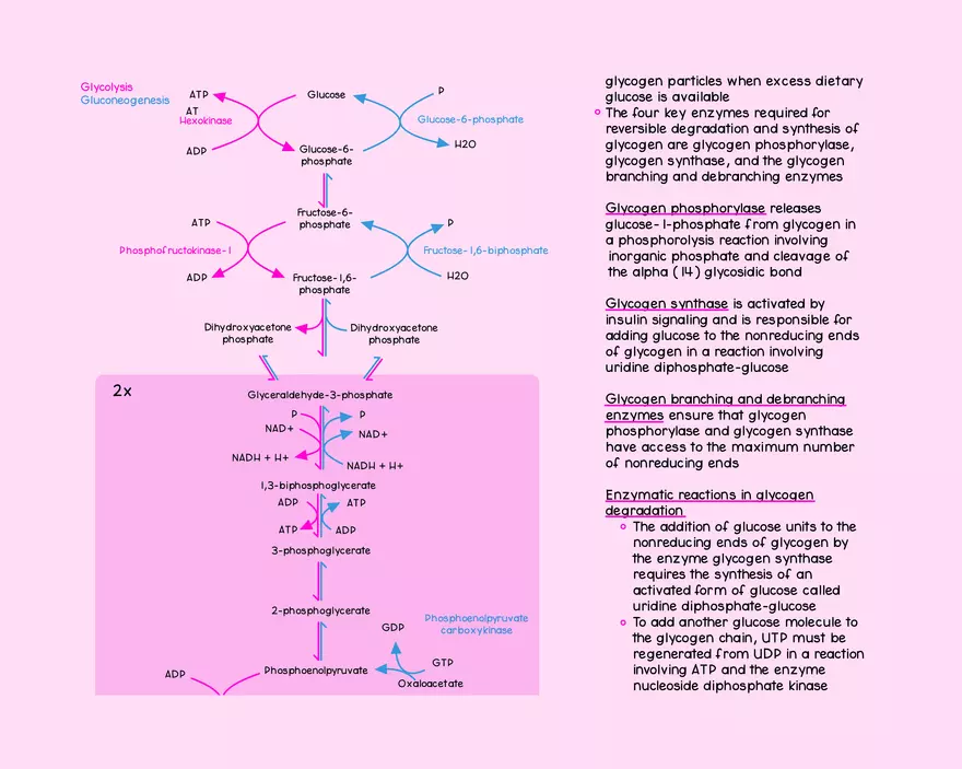 Chapter 14: Carbohydrate Metabolism - Page 5