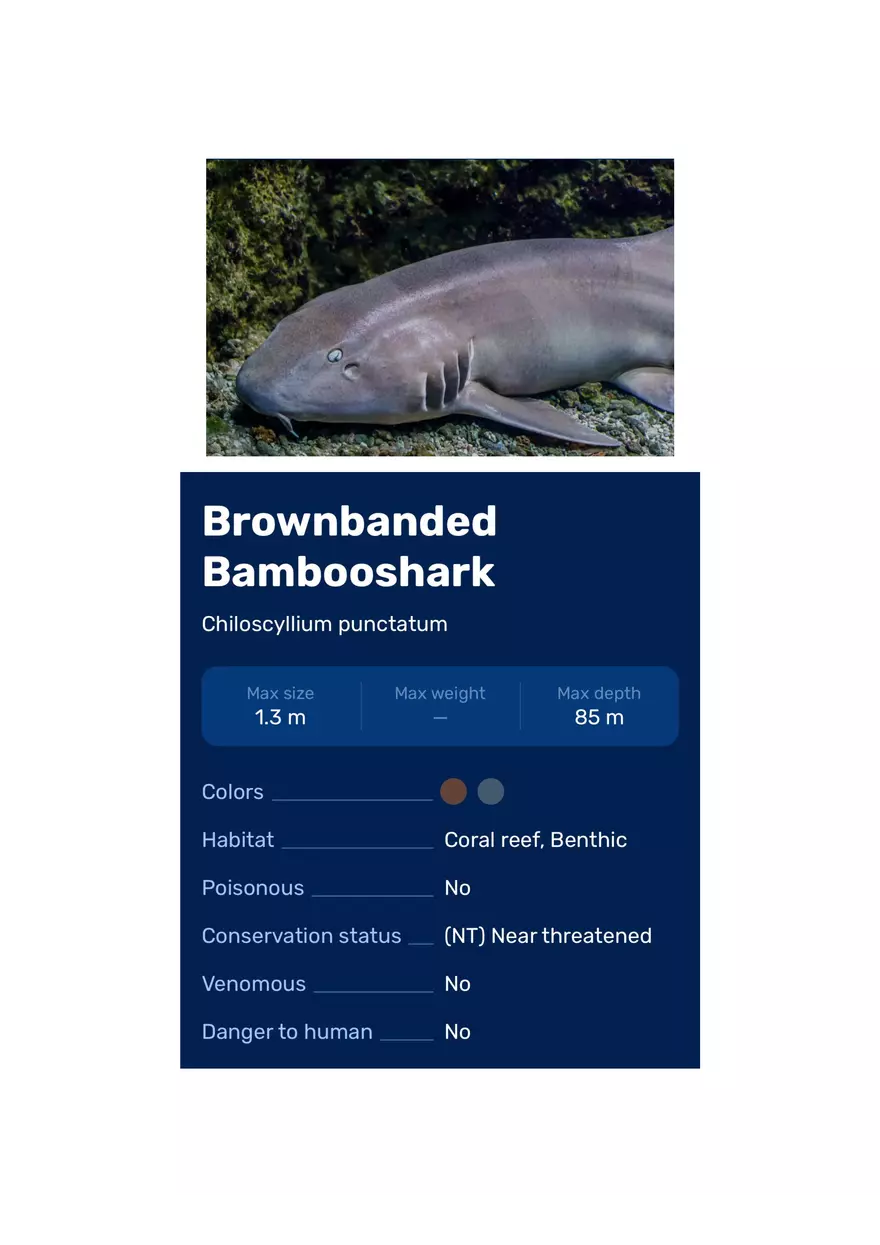 Brownbanded Bambooshark - Page 1