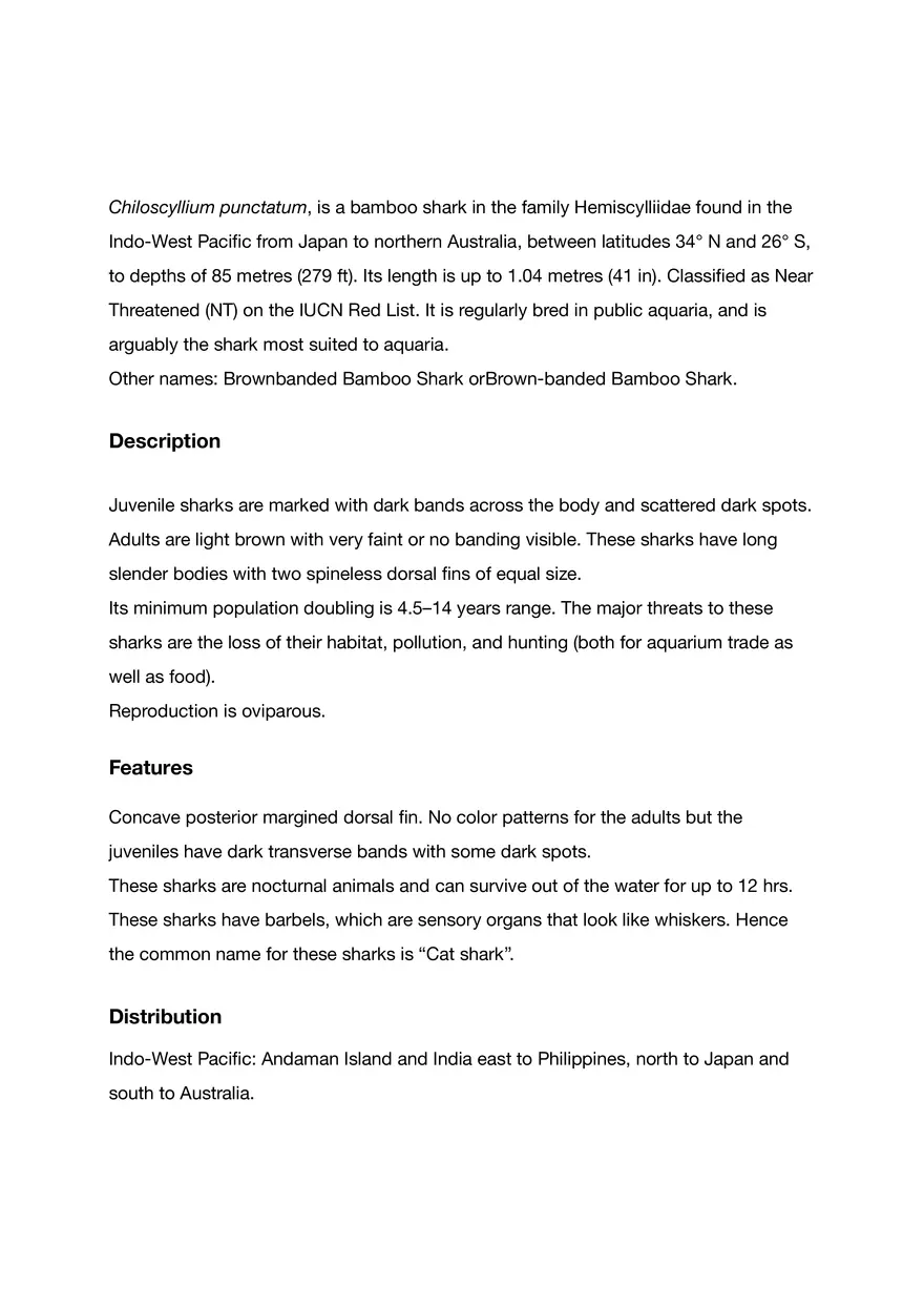 Brownbanded Bambooshark - Page 2