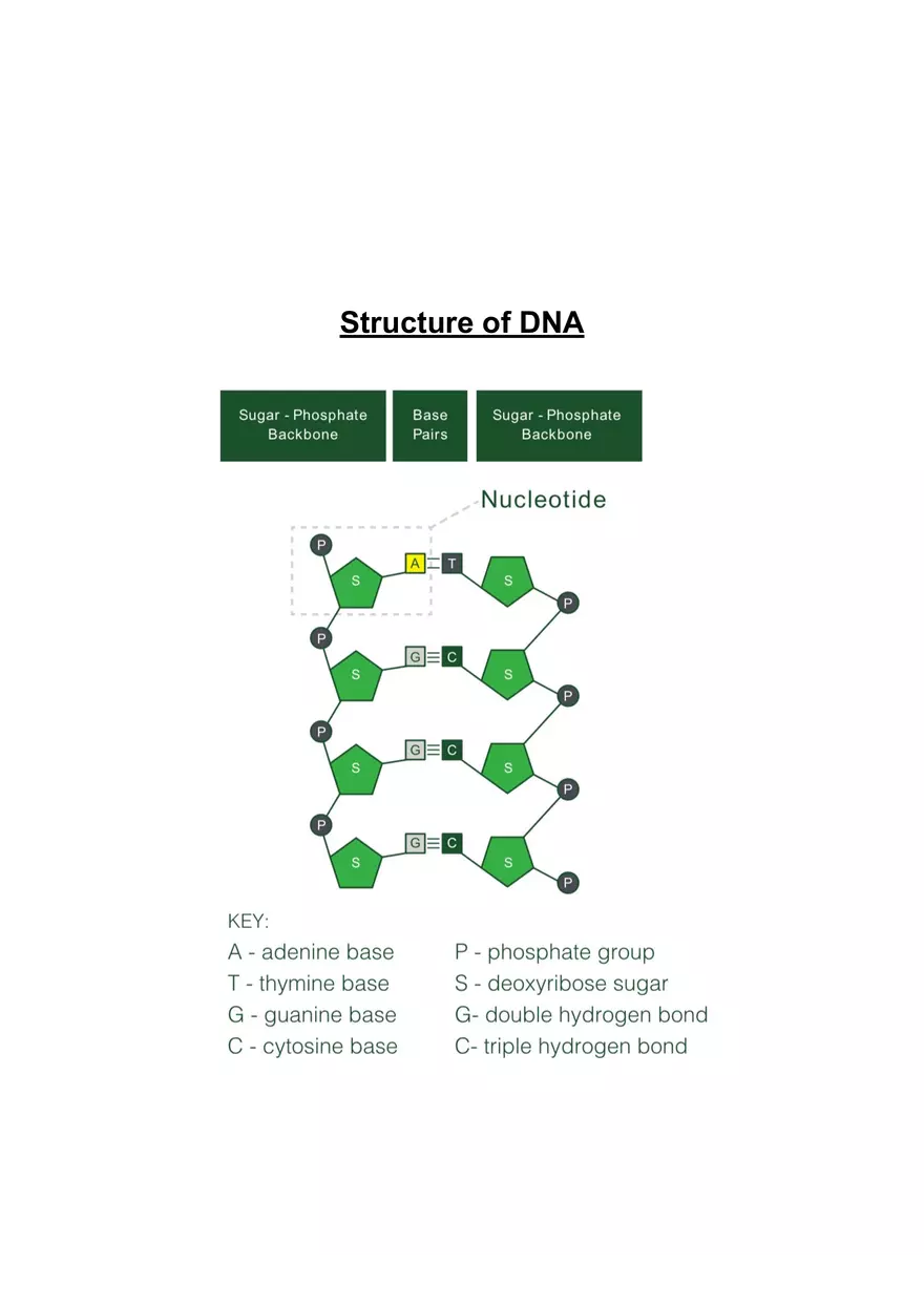 Structure and Function of DNA - Page 1