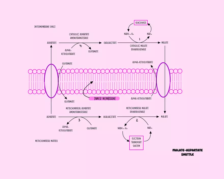 Chapter 11: Oxidative Phosphorylation - Page 8