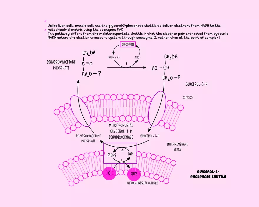 Chapter 11: Oxidative Phosphorylation - Page 9