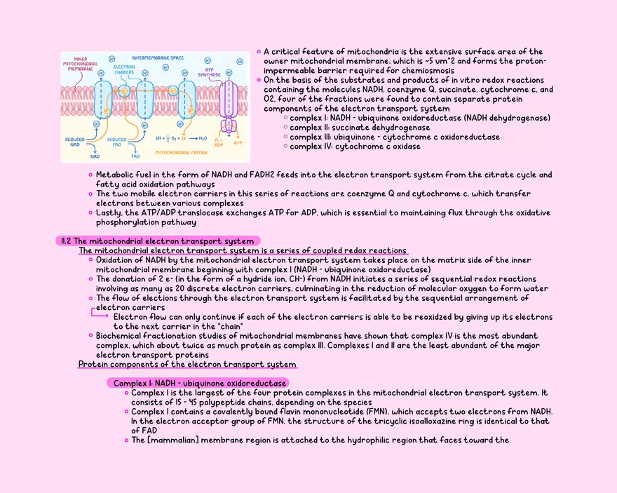 Chapter 11: Oxidative Phosphorylation - Page 2