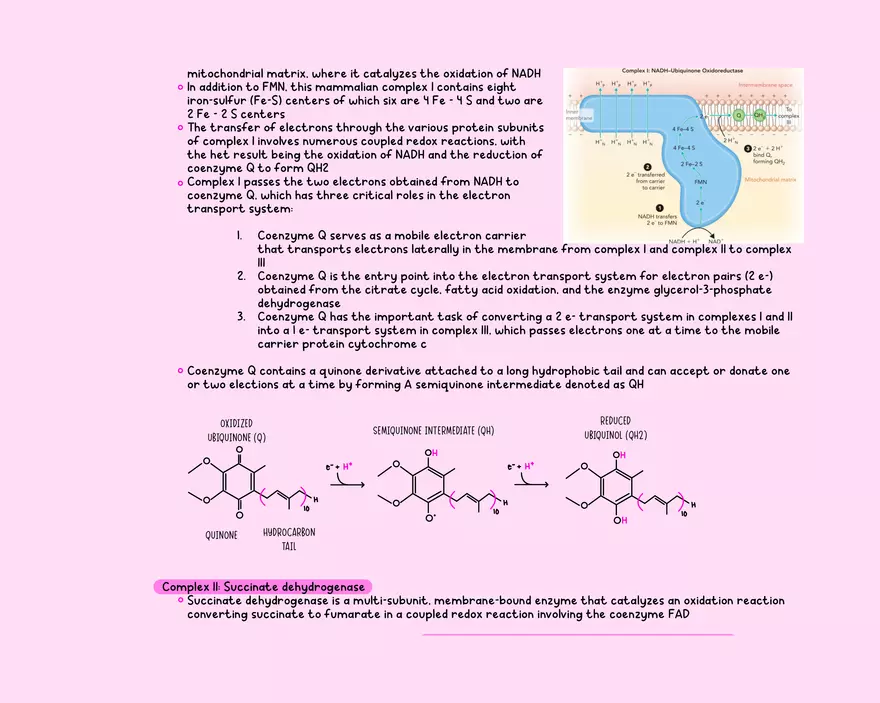Chapter 11: Oxidative Phosphorylation - Page 3