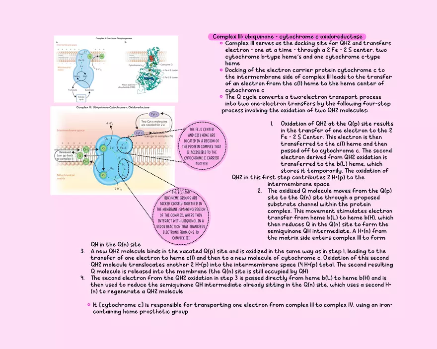 Chapter 11: Oxidative Phosphorylation - Page 4